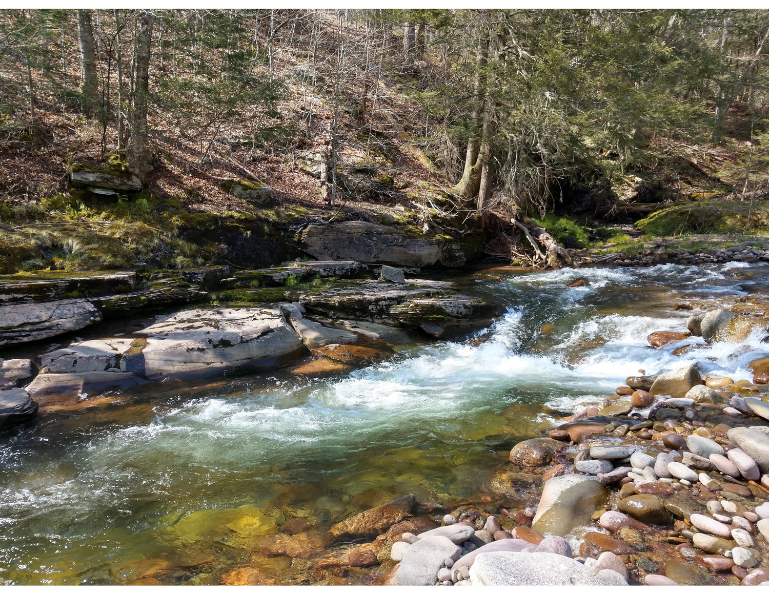 The small, remote streams where wild brook trout still thrive.